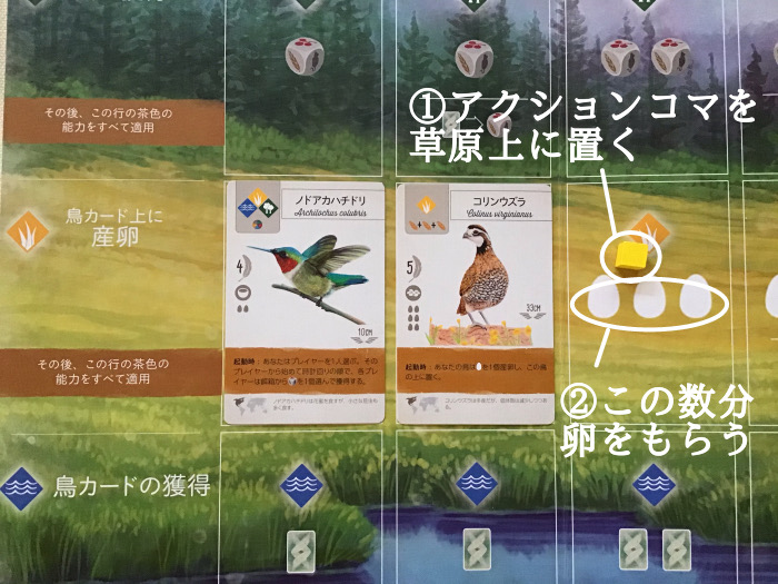 wingspan